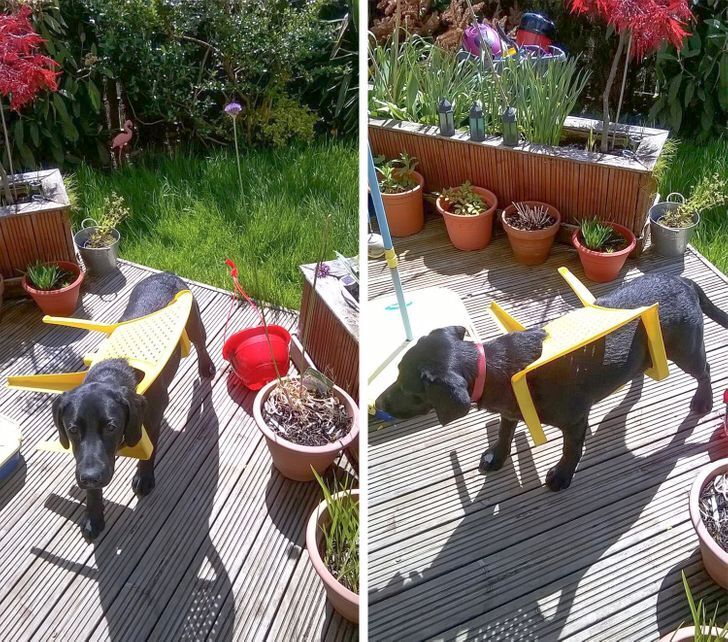 Пес гуляв у саду