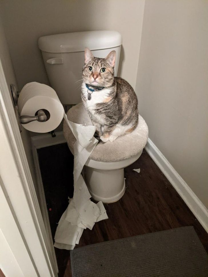 Кіт застиг на місці злочину