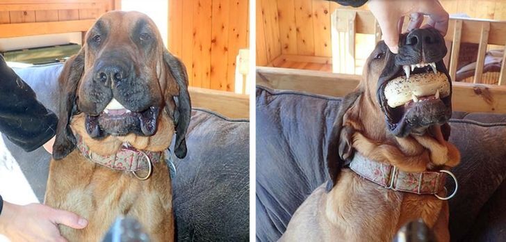 Пес вкрав булочку