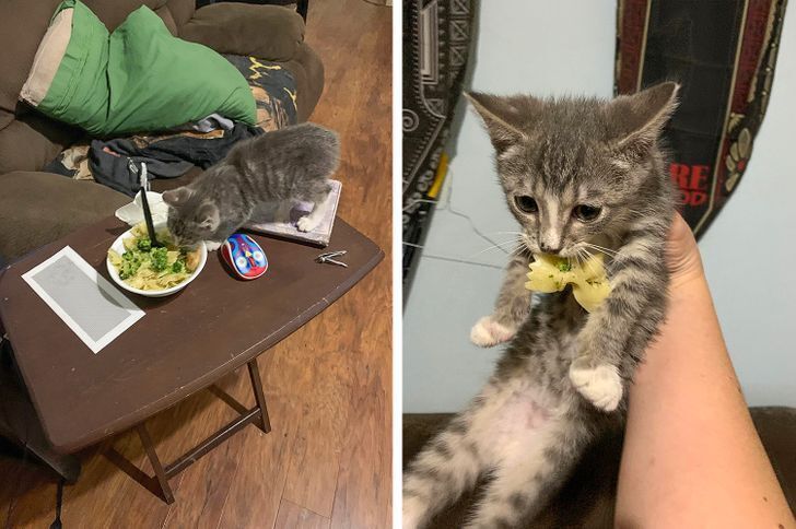 Кіт краде їжу кожного дня