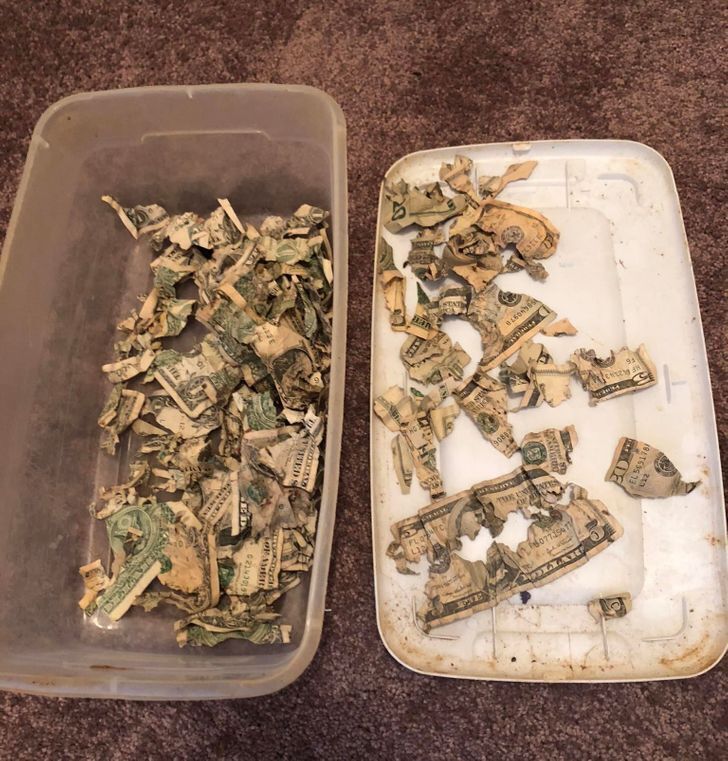 Пес знайшов копілку