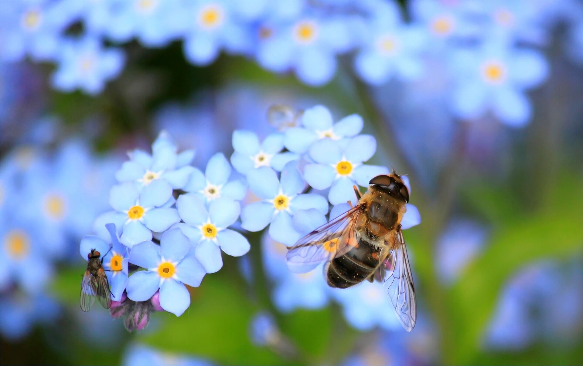 20 травня відзначається Всесвітній день бджіл.