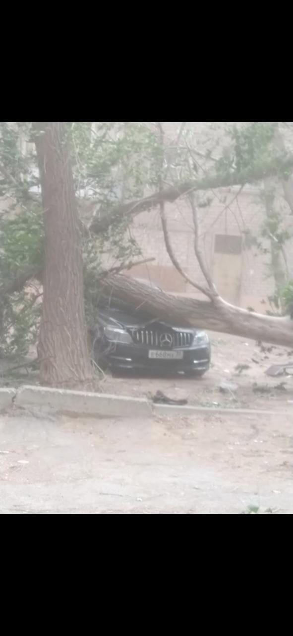 Некоторые машины, припаркованные под деревьями, пострадали