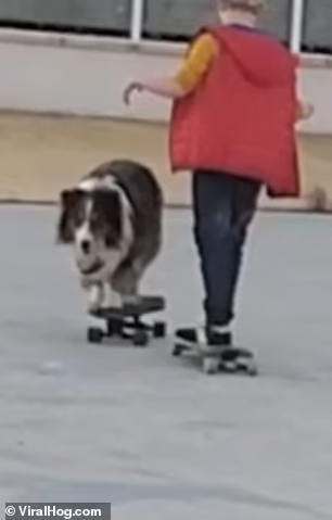 В кадре видно, как собака и другой человек на скейтборде движутся навстречу друг другу
