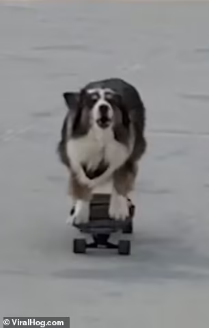 Собака занимается скейтбордингом