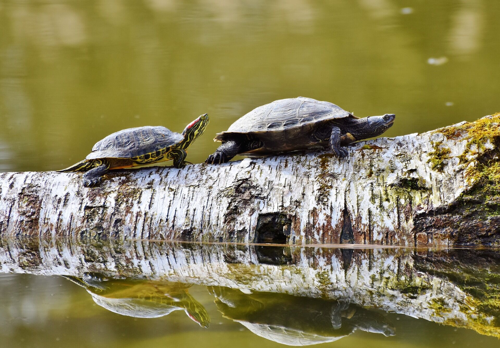 23 мая во многих странах отмечается Всемирный день черепахи