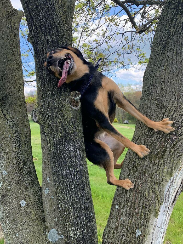 Пес учится лазить по деревьям.