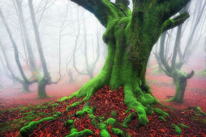 Деревья покрыты ярким зеленым мхом, а красные листья падают на землю.