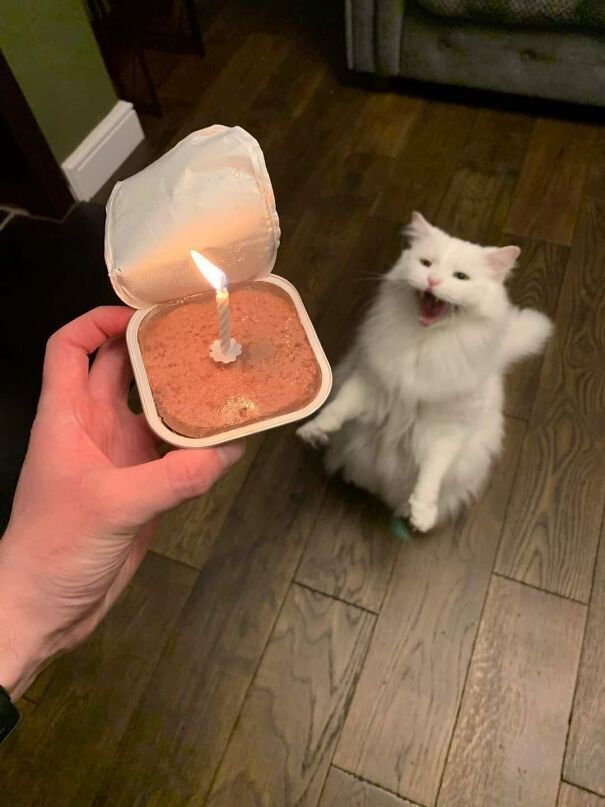 Хазяйка приготувала сюрприз на день народження.