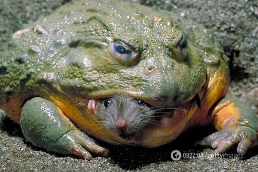 Небезпечна жаба-бик