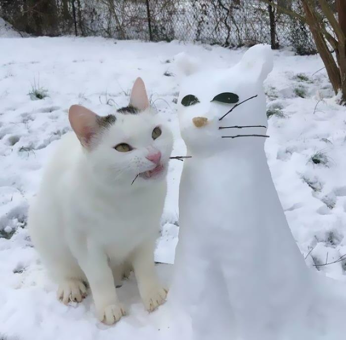 Кот копирует снеговика.