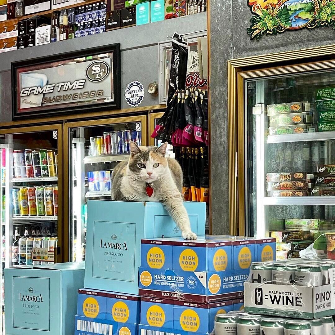 Кот охраняет спиртные напитки.