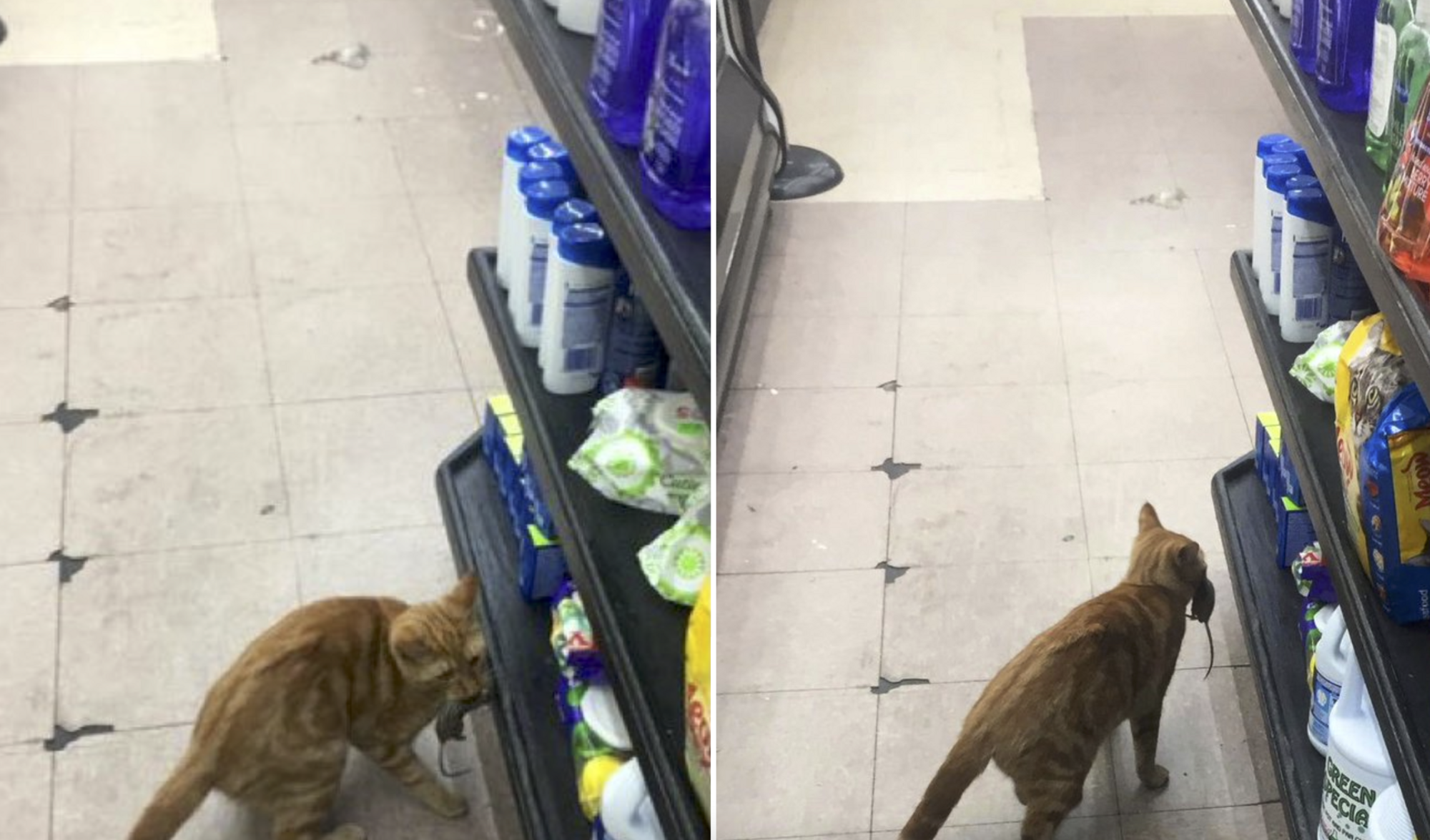 Кот контролирует, чтобы в магазине не воровали крупы.