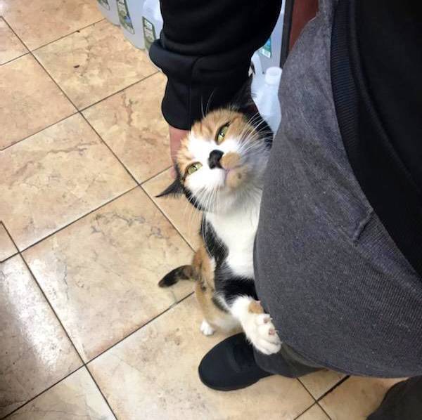 Кот просит купить лакомство.