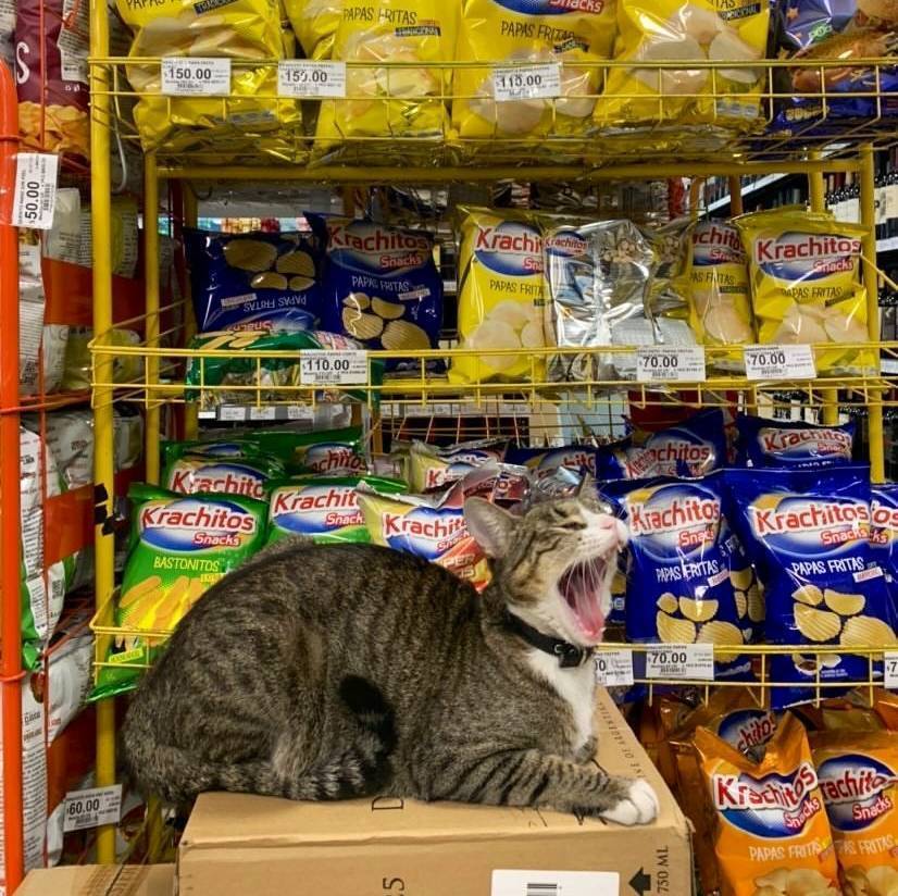Кот запрещает покупать чипсы.