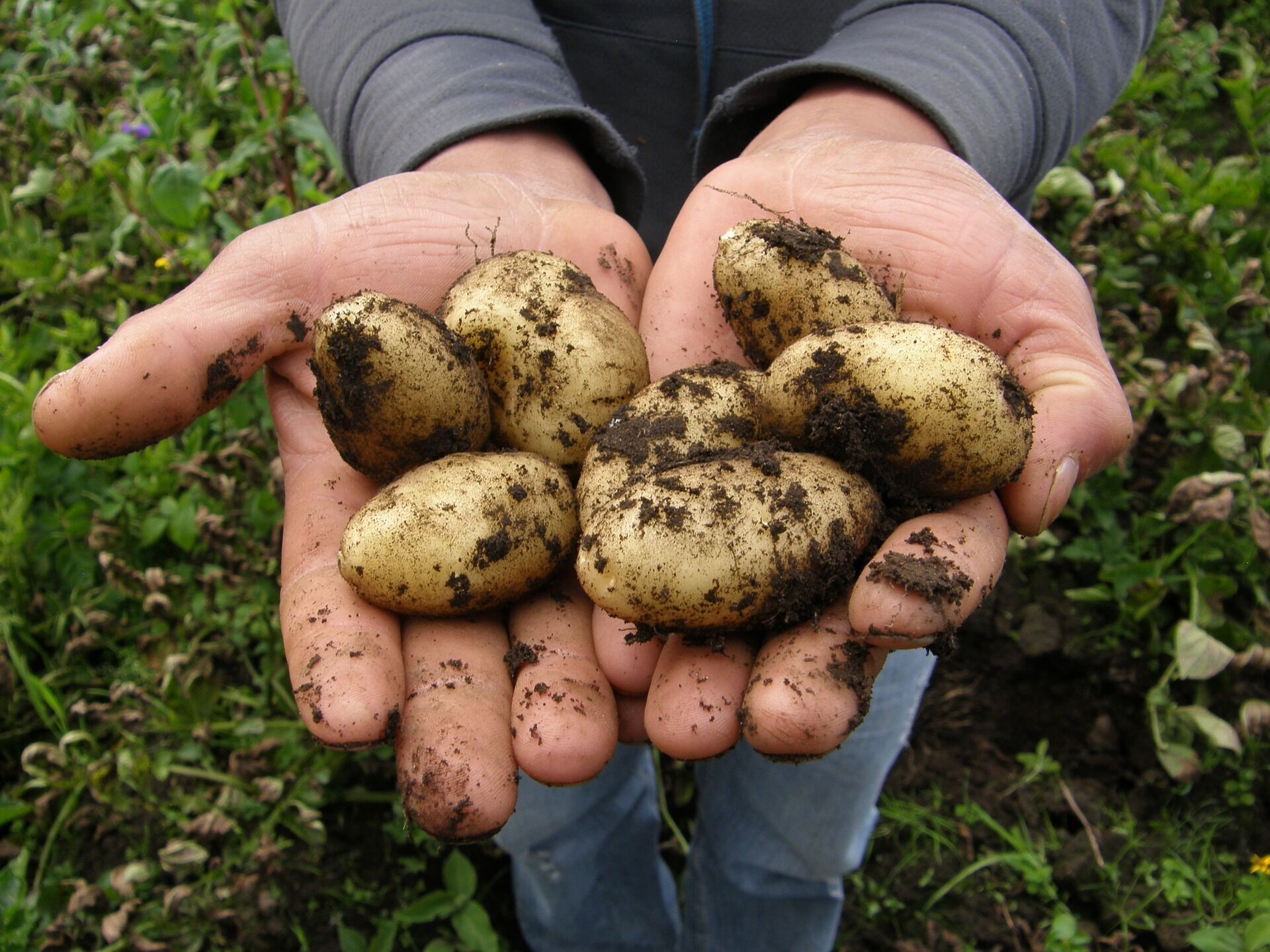 Ранние сорта картошки можно высаживать спустя месяц после того, как зацвела мать-и-мачеха