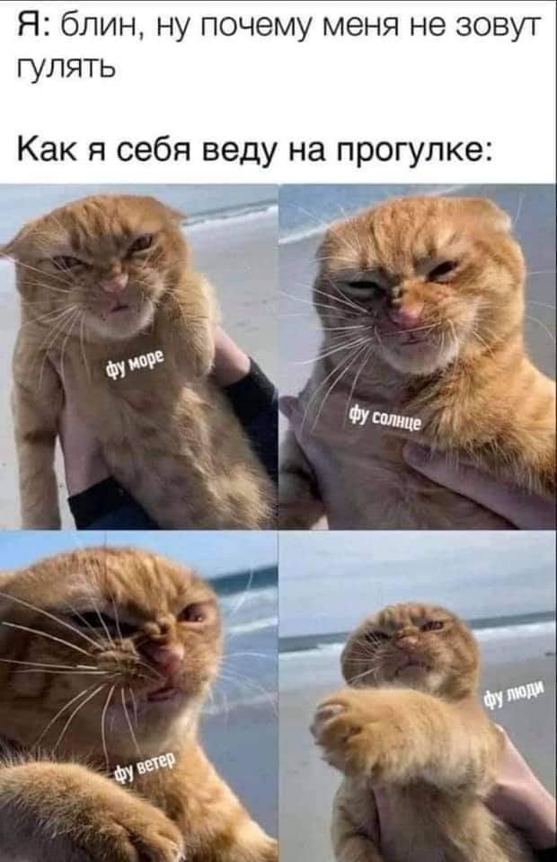 Мем с котом