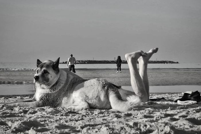 Пес с человеческими ногами лежит на пляже.