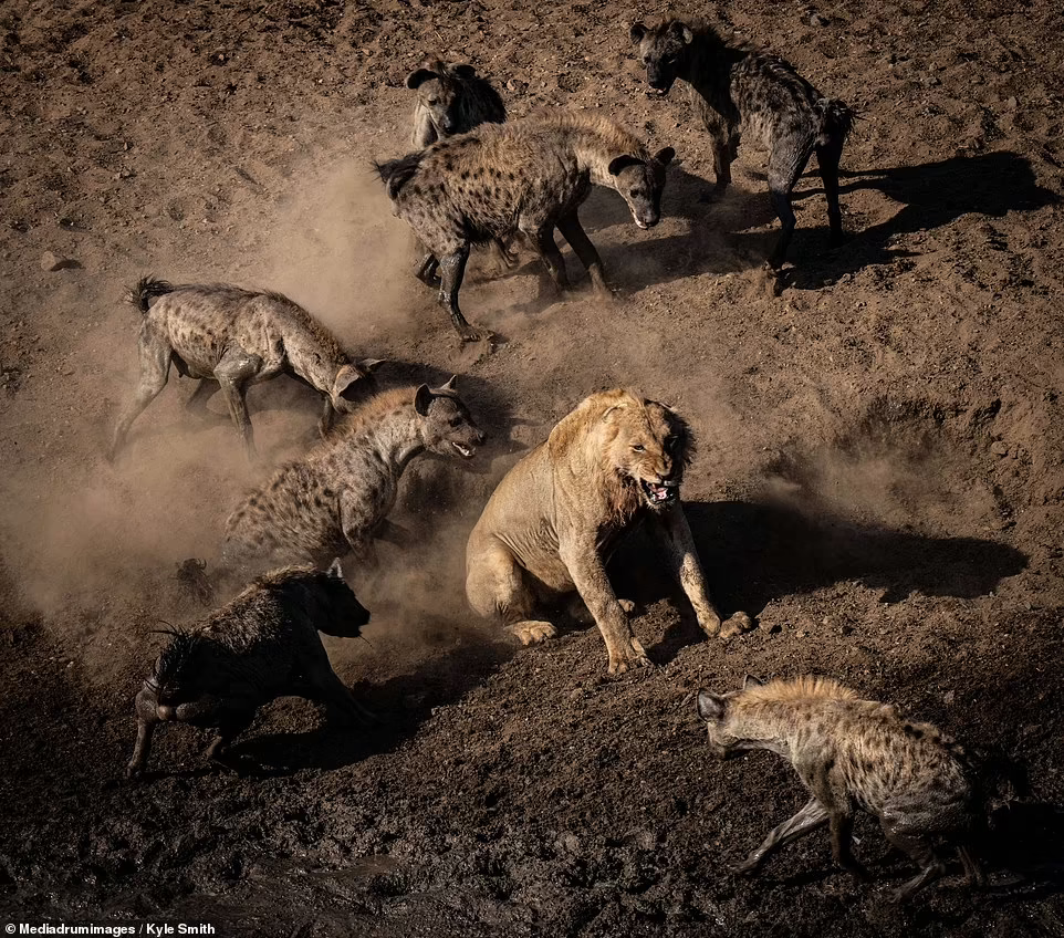 Могучий лев сражается с 30 гиенами за буйвола