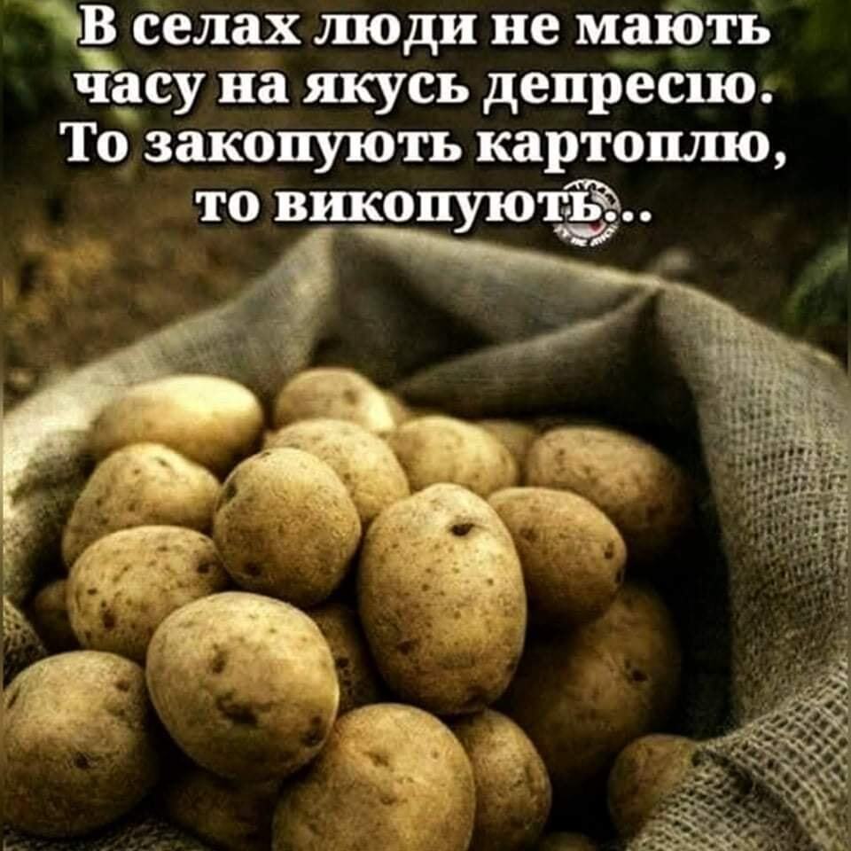 Мем о картошке