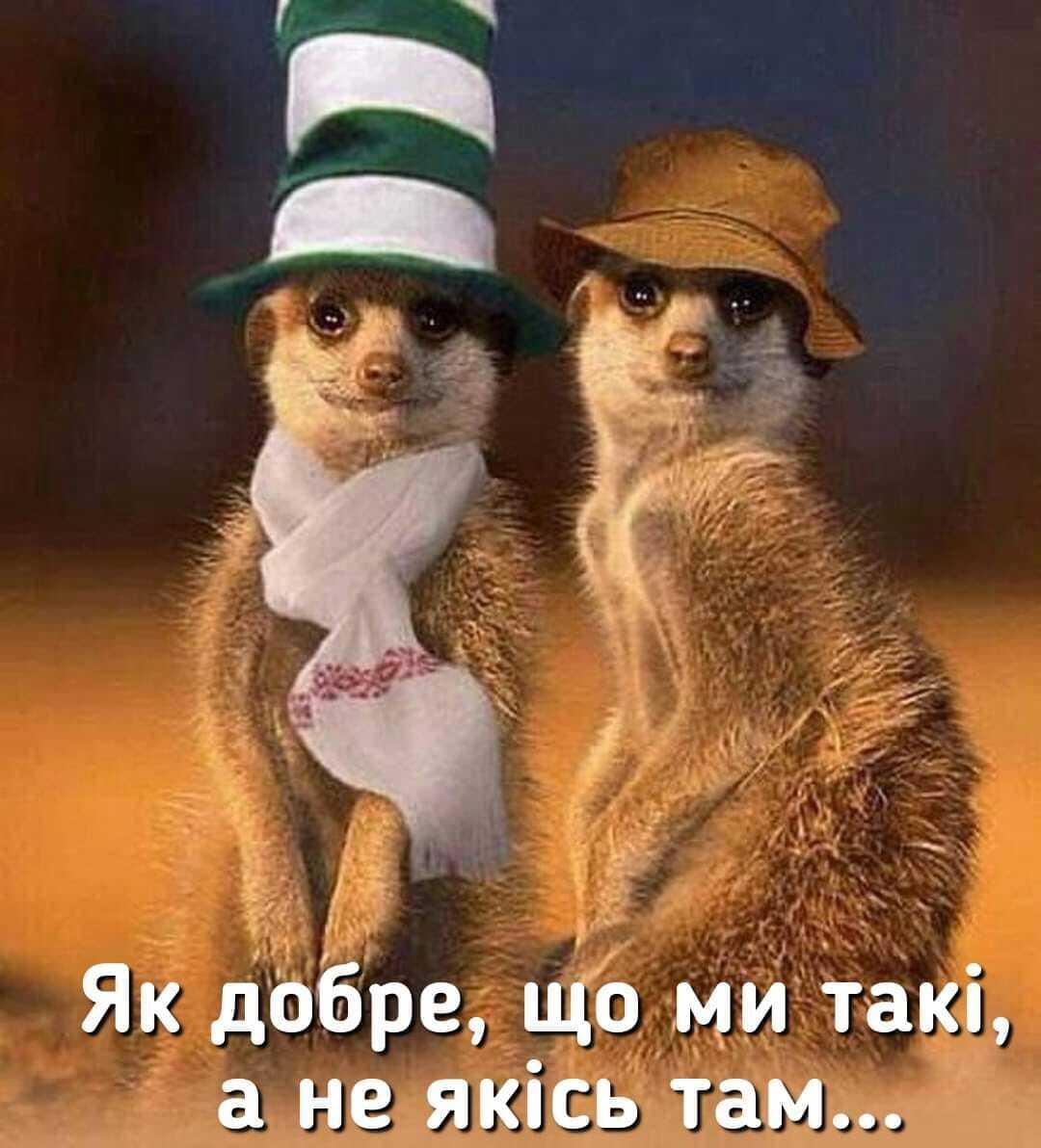 Прикол