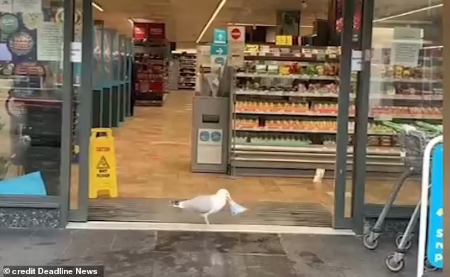 Чайка виносить вкрадений бутерброд із магазину