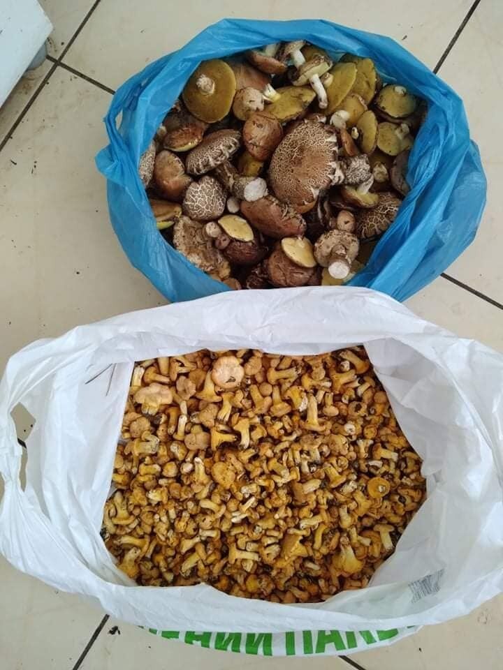 Много грибов собирают в Буче и Ворзеле.