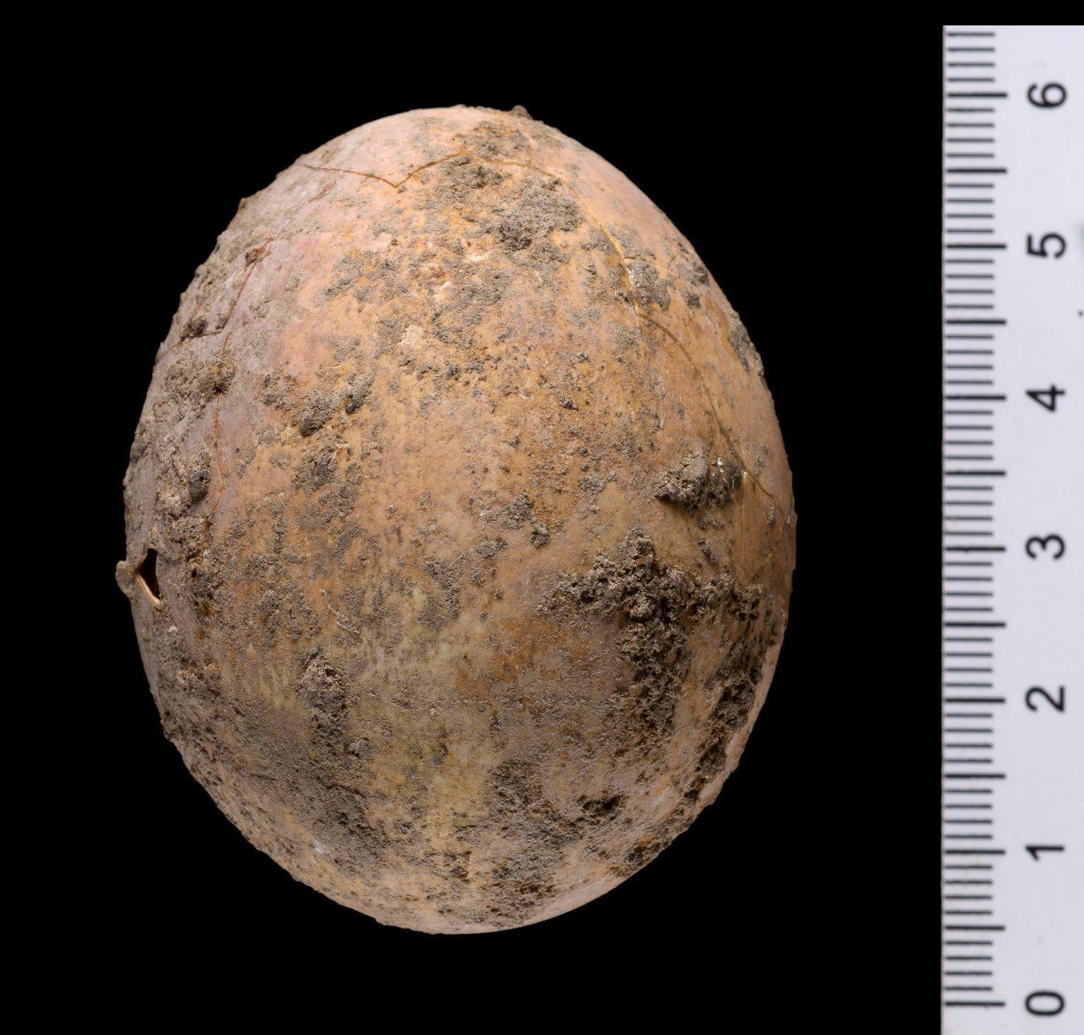 Тисячолітнє яйце, знайдене в Ізраїлі