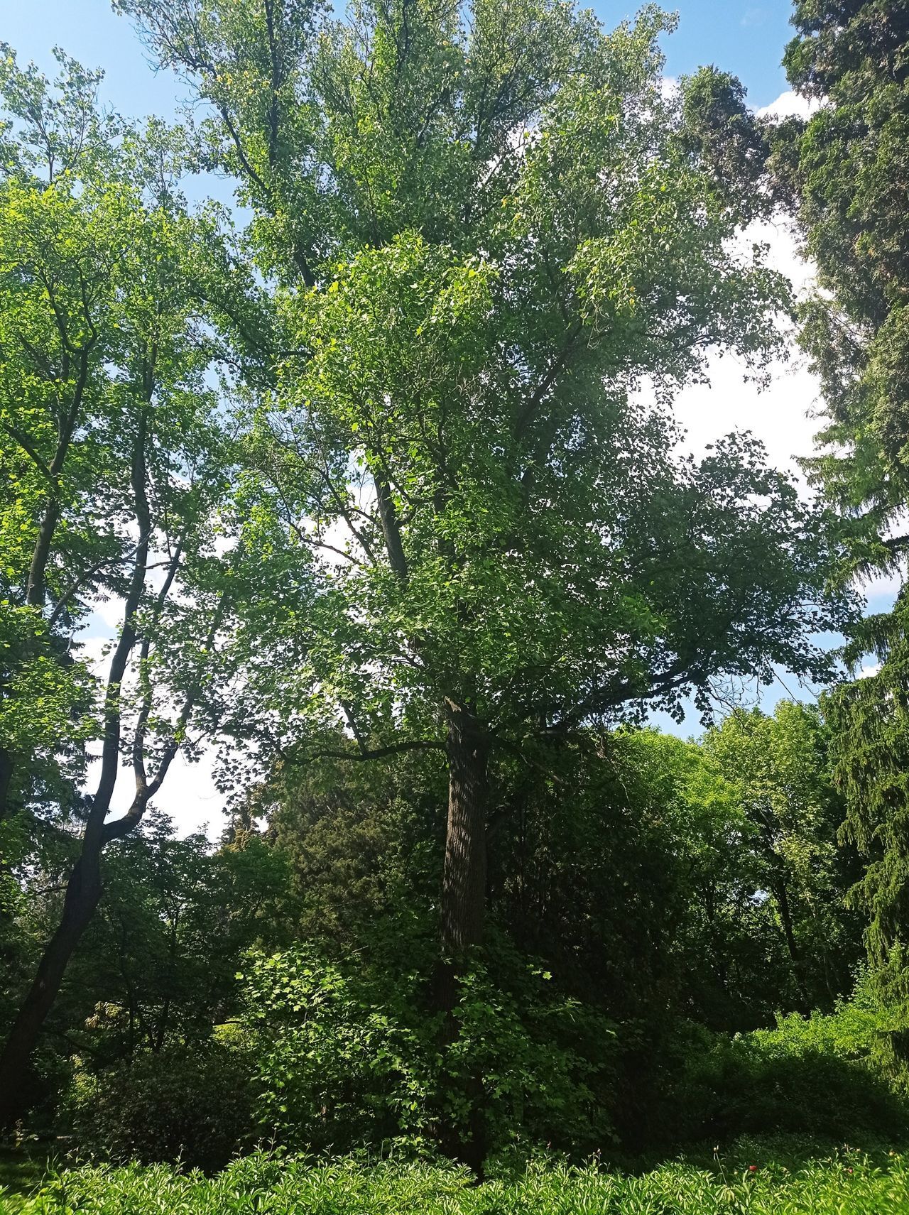 Полюбоваться экзотическими деревьями можно на Сырце.