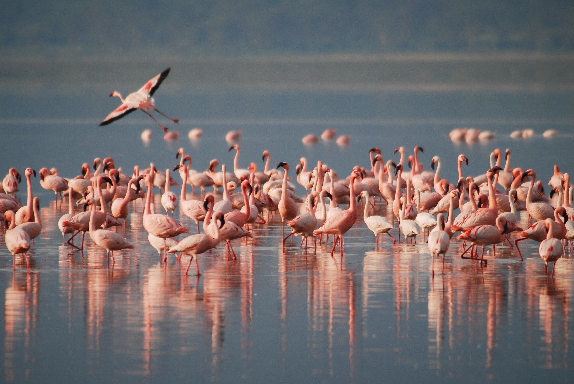В Черноногории обитает более 2500 фламинго