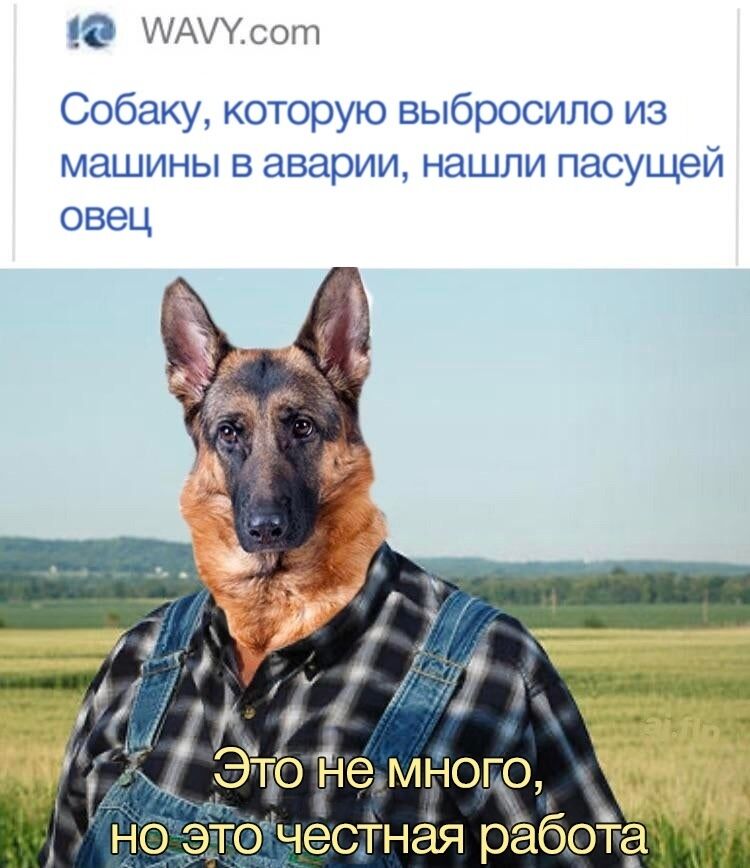 Мем про собаку