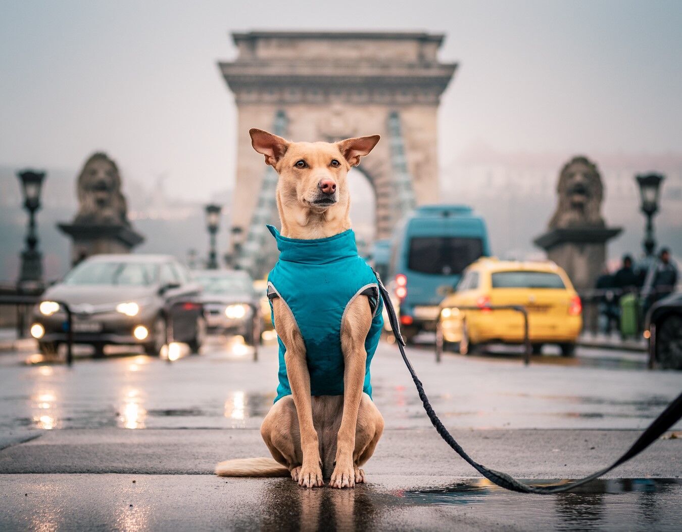 Собака позирует на улицах Будапешта.