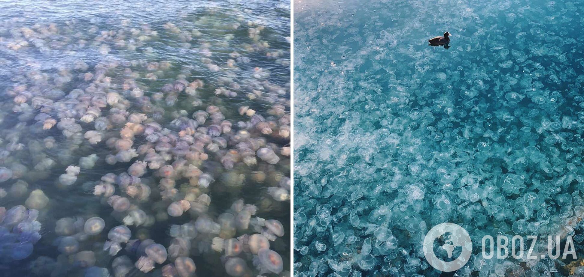 Нашествие медуз в Крыму летом в 2020 году.