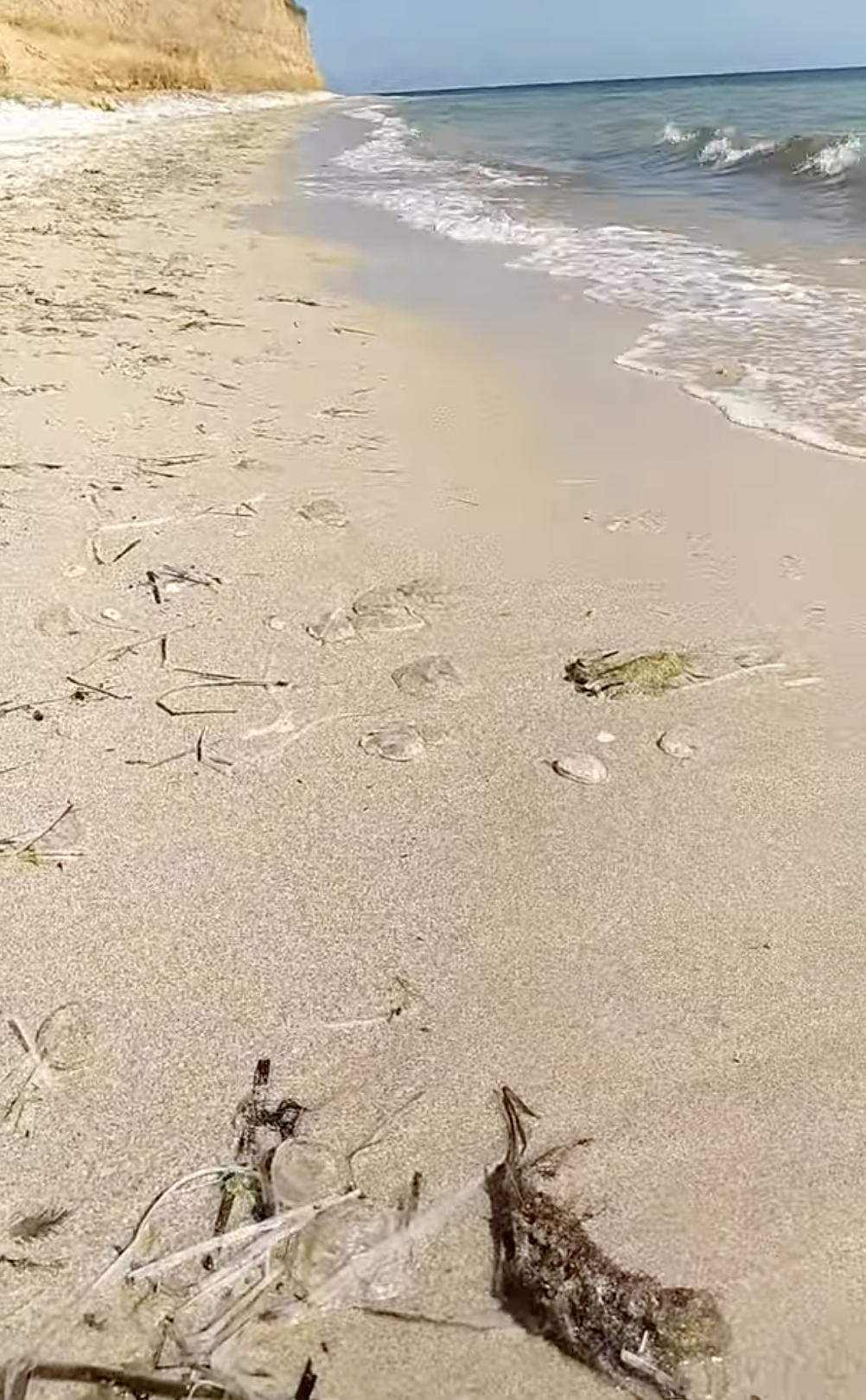 Море выбросило на берег косы много медуз.
