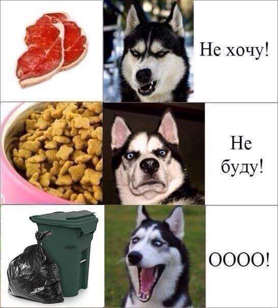 Мем о собаках