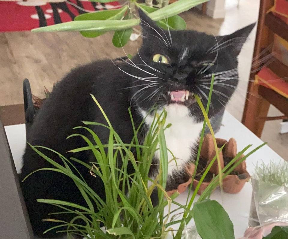 Кот-веган ест листья вазона.