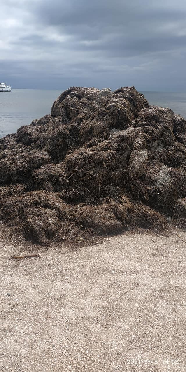 Водоросли имеют специфический запах