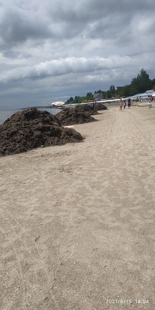 Горы водорослей на пляже