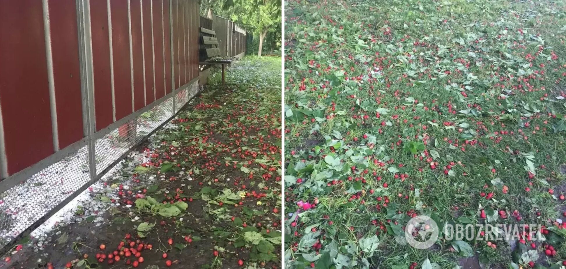 Град знищив урожай черешні