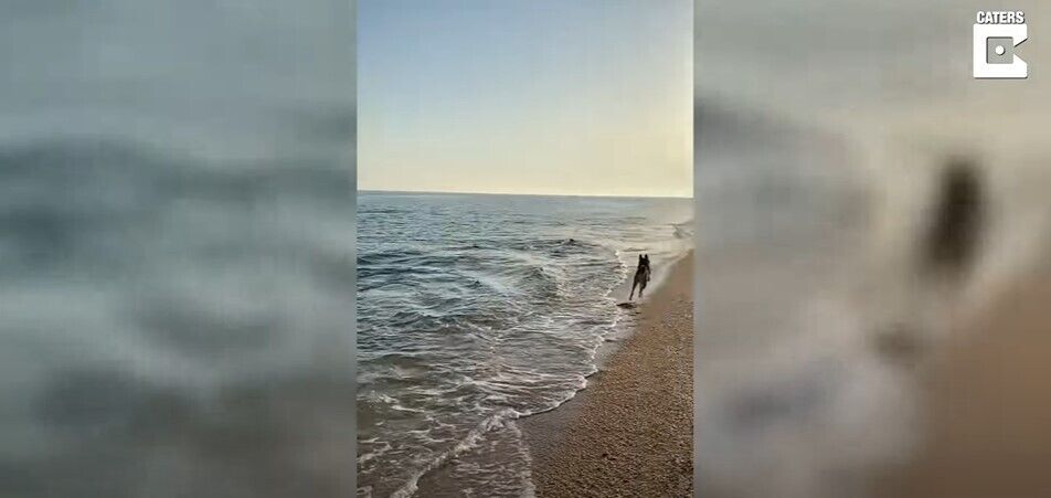 Собака познакомилась с дельфином.