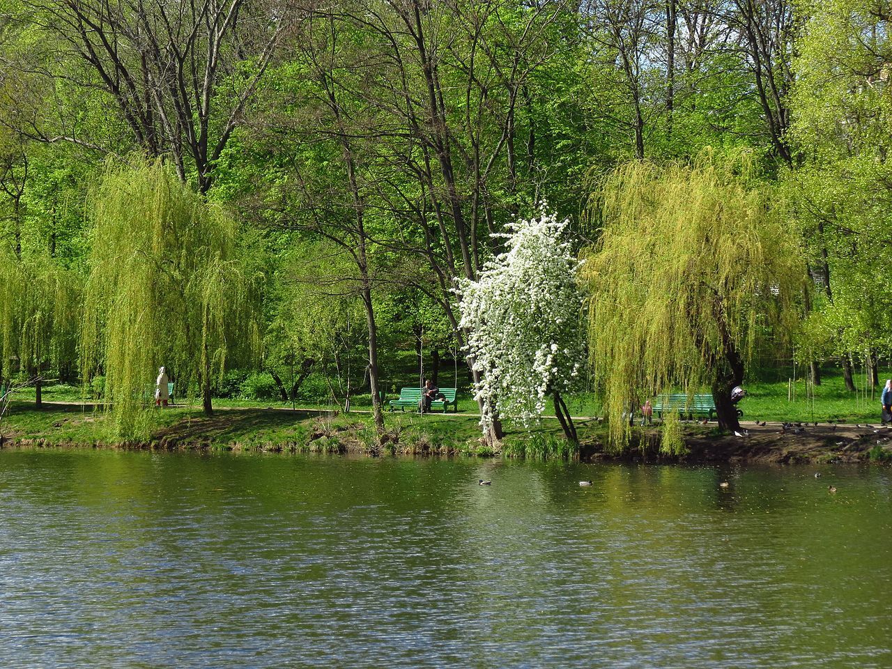 Озеро в парку.