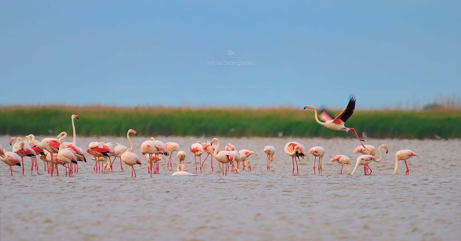 Розовые фламинго в дельте Дуная