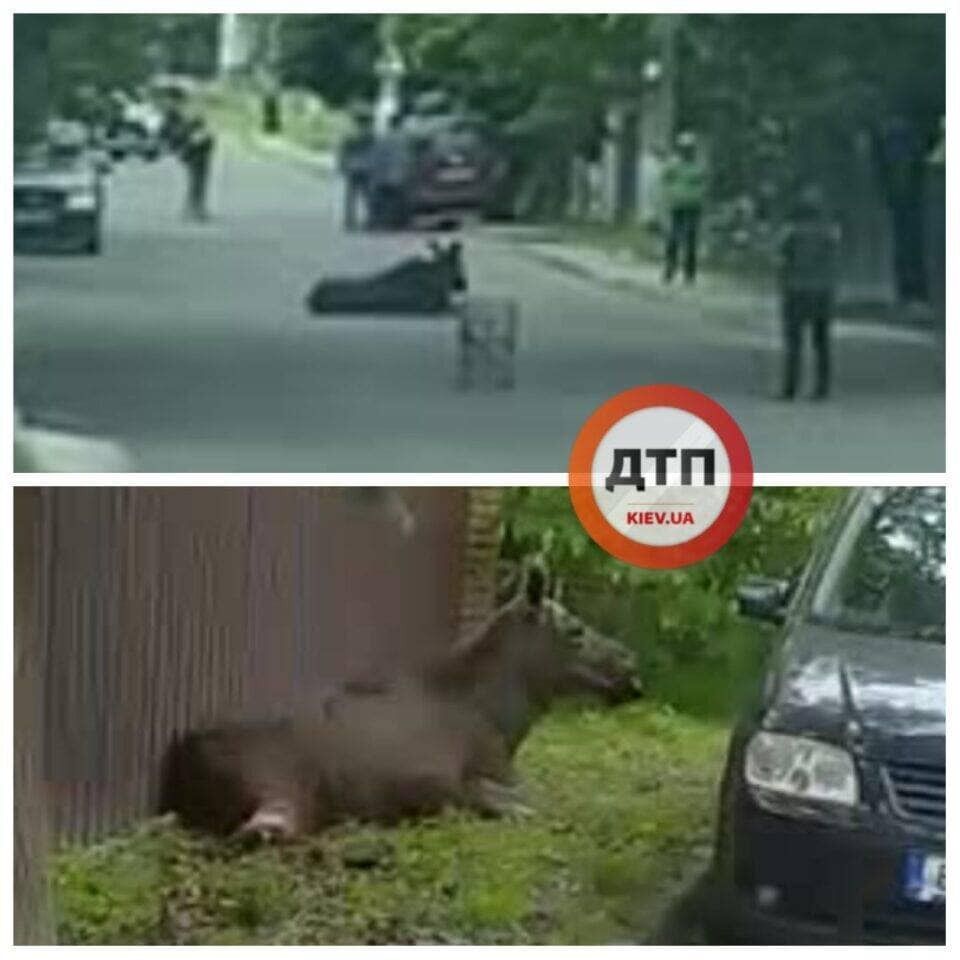 У Ворзелі водій легковика збив лося.