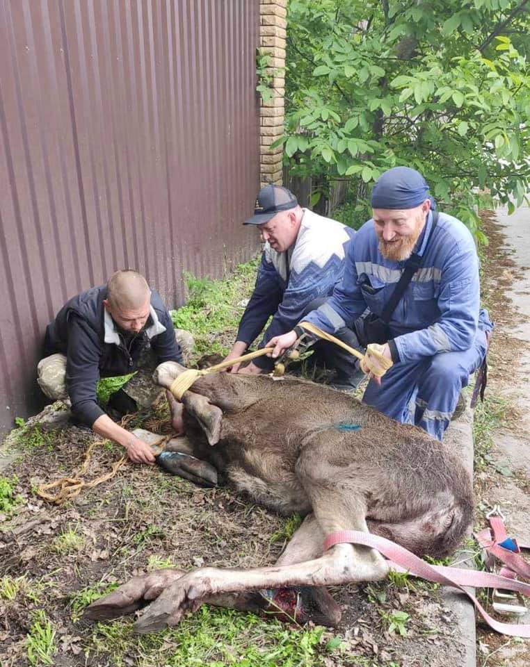 У тварини перелом ноги.