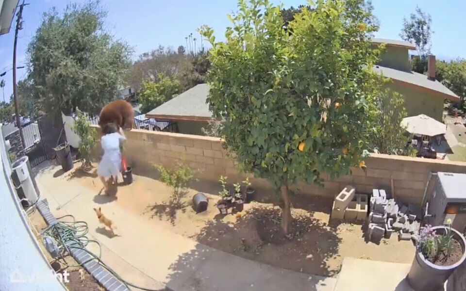 17-летняя девушка подралась с медведем, защищая от него своих собак