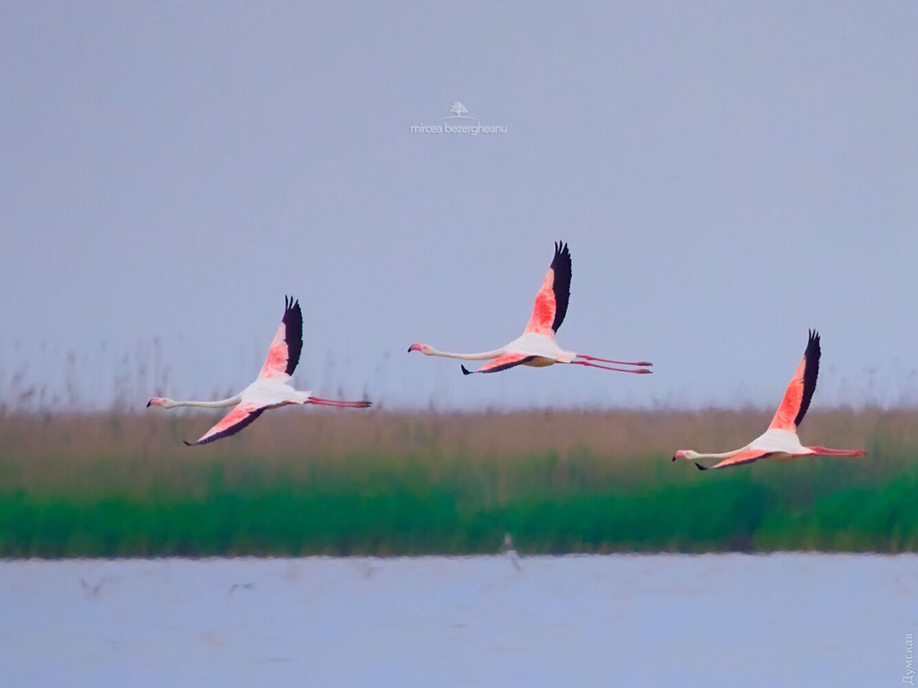 Розовые фламинго в дельте Дуная