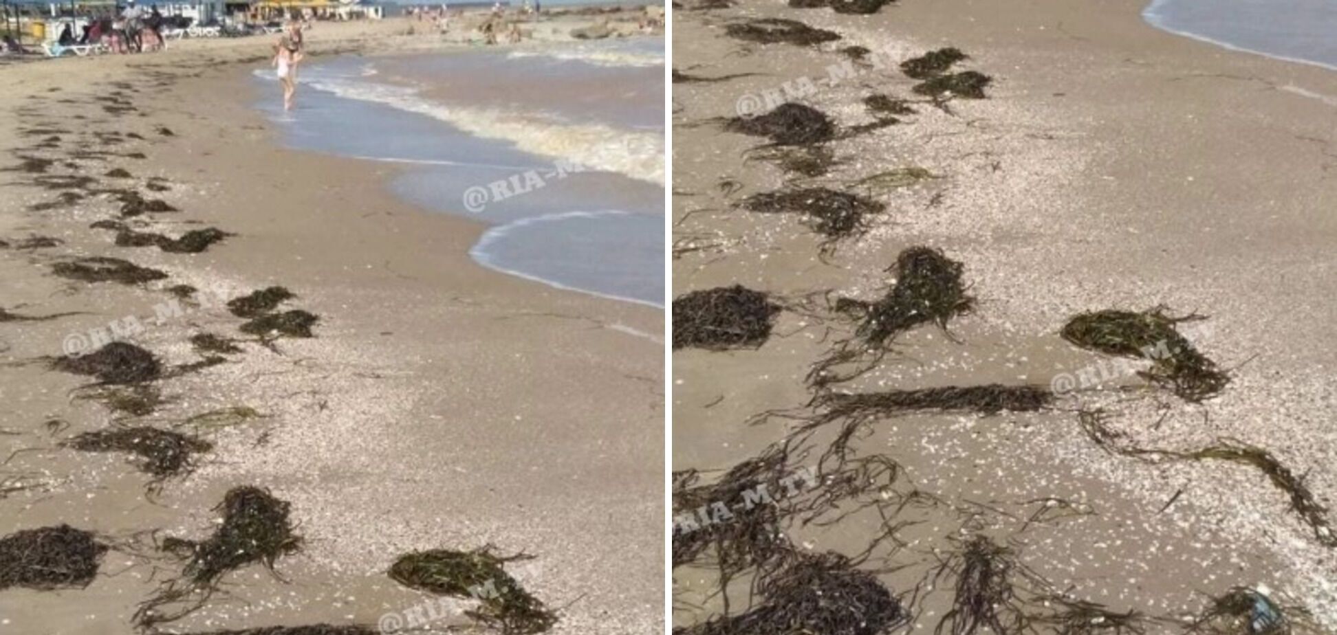 водорості на березі моря в Приморському посаді