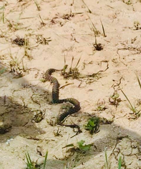 Змея на Азовском пляже.