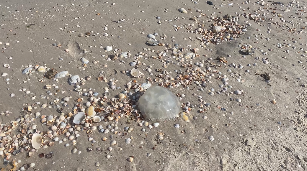 Медузу викинуло на берег.
