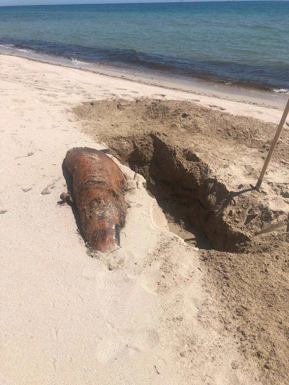 У Криму закопують трупи дельфінів